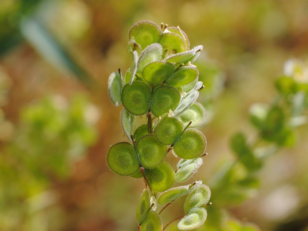 Biscutella maritima? S